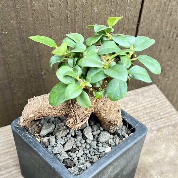 おしゃれ 観葉植物：ガジュマル 鉢植え*プラキューブBK | 観葉植物