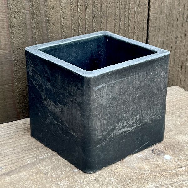 おしゃれ 観葉植物：ガジュマル 鉢植え*プラキューブBK | 観葉