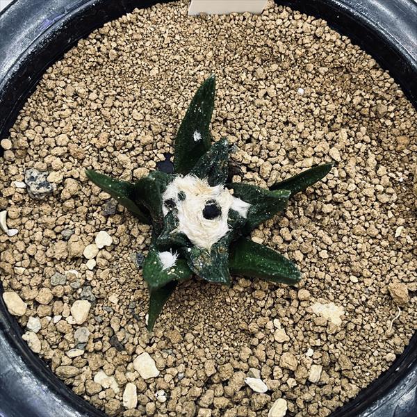 サボテン：アリオカルプス ブラボアナス 実生*幅4cm 現品！一品限り