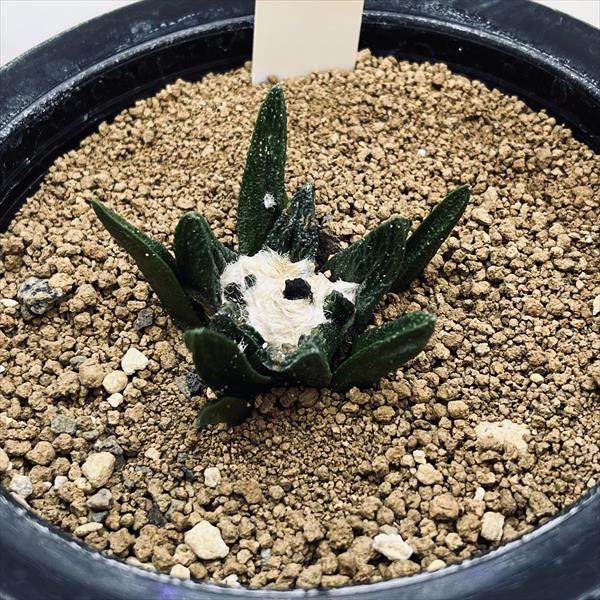 サボテン：アリオカルプス ブラボアナス 実生*幅4cm 現品！一品限り