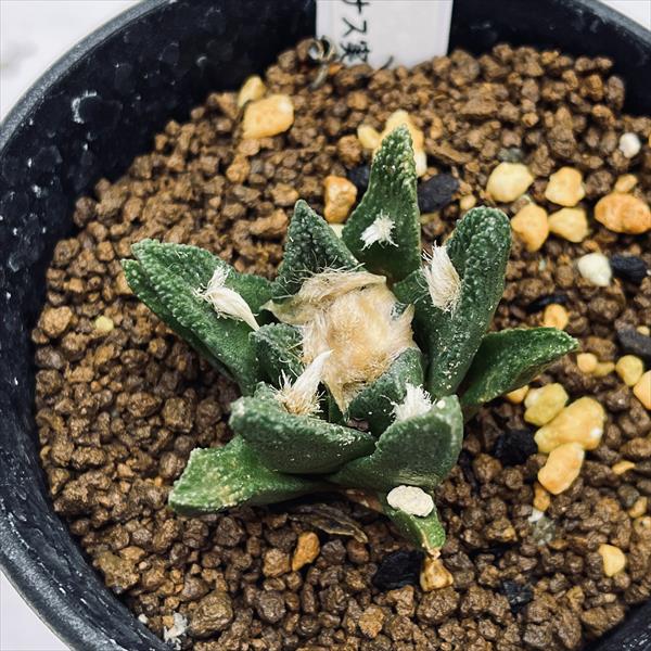 サボテン：アリオカルプス ブラボアナス 実生*幅4.5cm 現品！一品