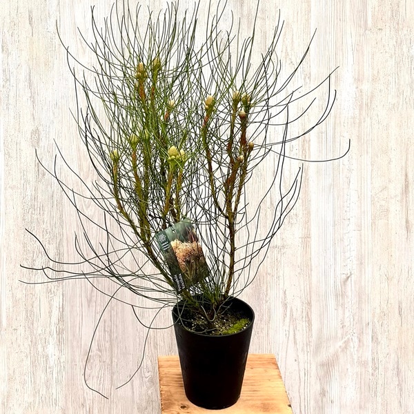 տʪ ȭ ġڥȥե롡ꥷեꥢ*5桡Petrophile ericifolia