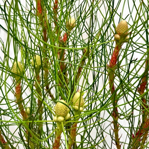 観葉植物 鉢花 苗：ペトロフィル エリシフォリア*5号 Petrophile
