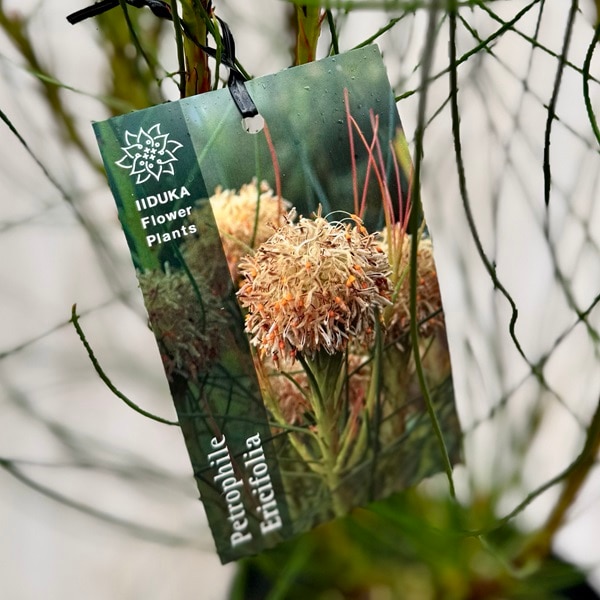 観葉植物 鉢花 苗：ペトロフィル エリシフォリア*5号 Petrophile