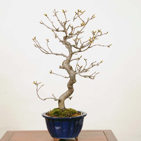 三河盆栽桜(鉢:秀峰) 盆栽