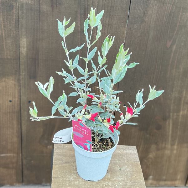 おしゃれ 観葉植物:ガストロロビウム レッドスター*4号 プラポット 観葉植物 遊恵盆栽 本店