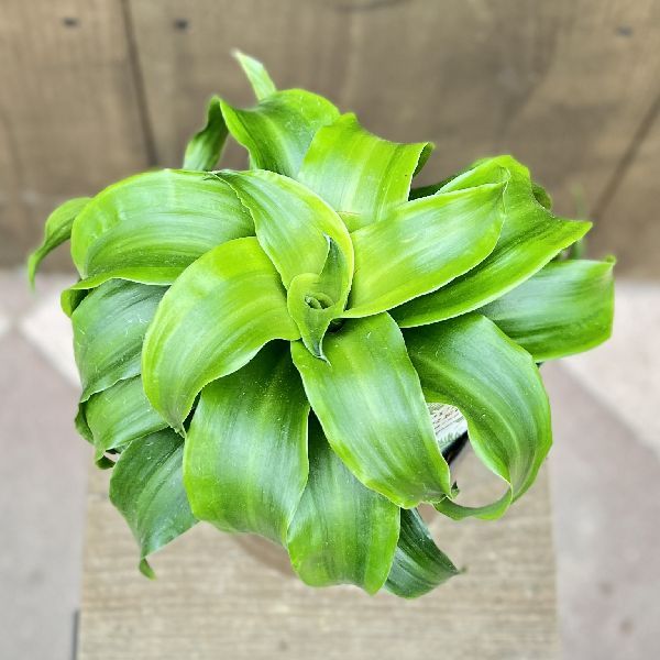 おしゃれ 観葉植物：ドラセナ トルネード*プラポット 葉色選べます