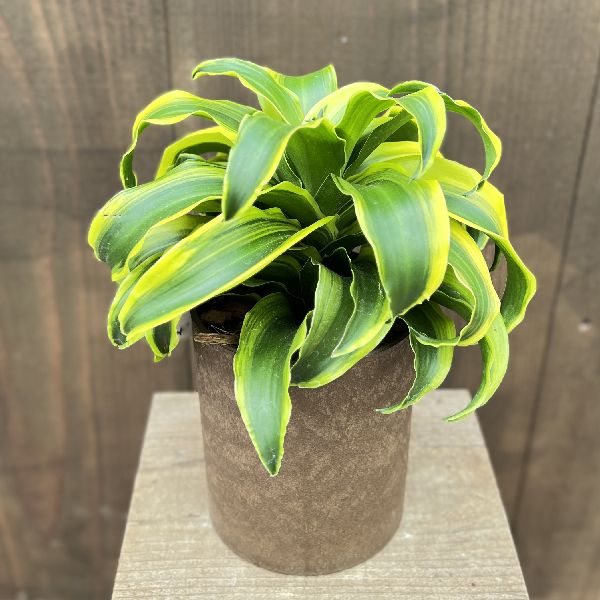 おしゃれ 観葉植物：ドラセナ トルネード*プラポット 葉色選べます