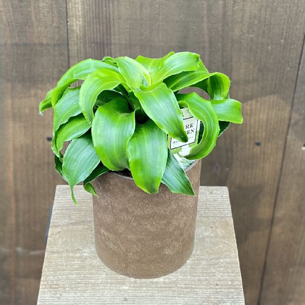 おしゃれ 観葉植物：ドラセナ トルネード*プラポット 葉色選べます