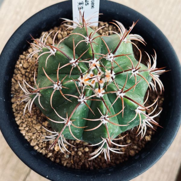 サボテン：メロカクタス マタンザナス 魔雲 実生*M 幅6.5cm