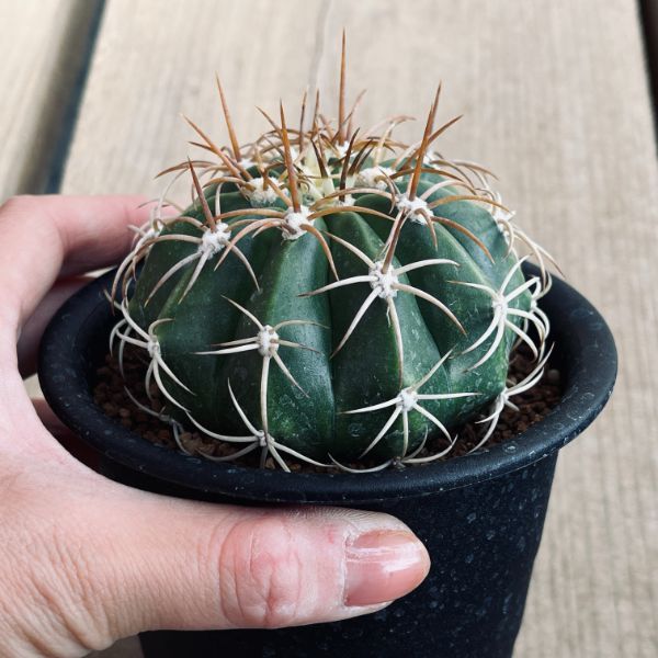 サボテン：メロカクタス マタンザナス 雪冠雲 実生*幅7.5cm