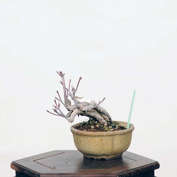ミニ盆栽：山紅葉 現品*山もみじ モミジ Momiji | すべての商品 | 遊恵