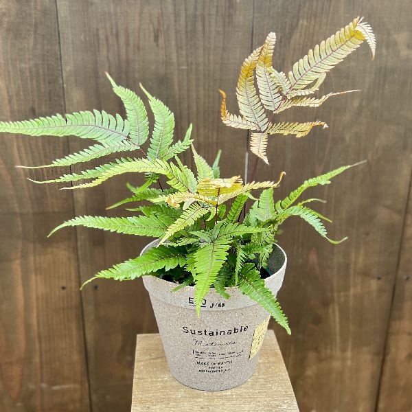 おしゃれ 観葉植物：プテリス トリカラー 鉢カバー*シダ植物 鉢カバー