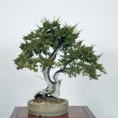 �����ߺϡ�����������*���� Shinpaku ����������