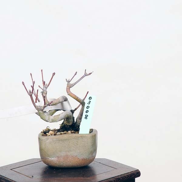 ミニ盆栽：山紅葉 現品*山もみじ モミジ Momiji | すべての商品