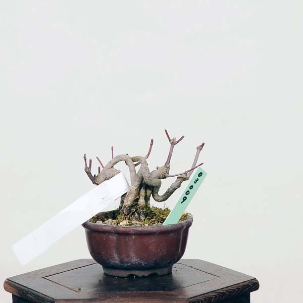 ミニ盆栽：山紅葉 現品*山もみじ モミジ Momiji | すべての商品 | 遊恵