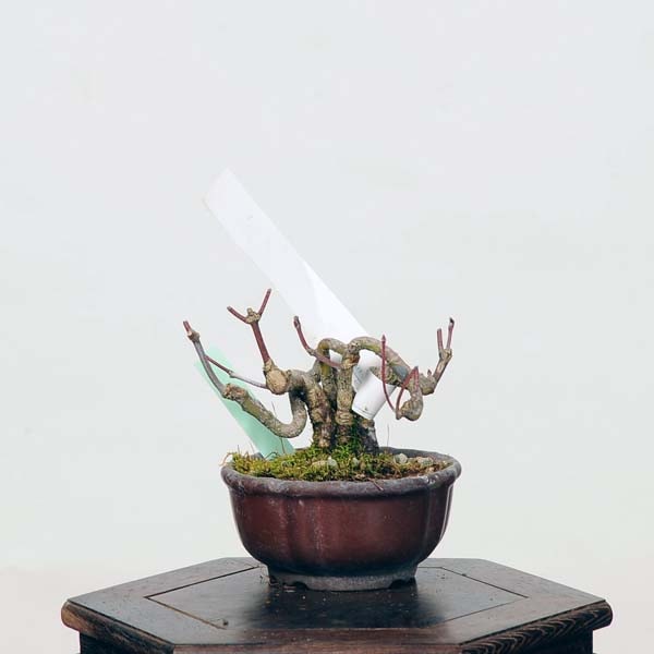 ミニ盆栽：山紅葉 現品*山もみじ モミジ Momiji | すべての商品 | 遊恵
