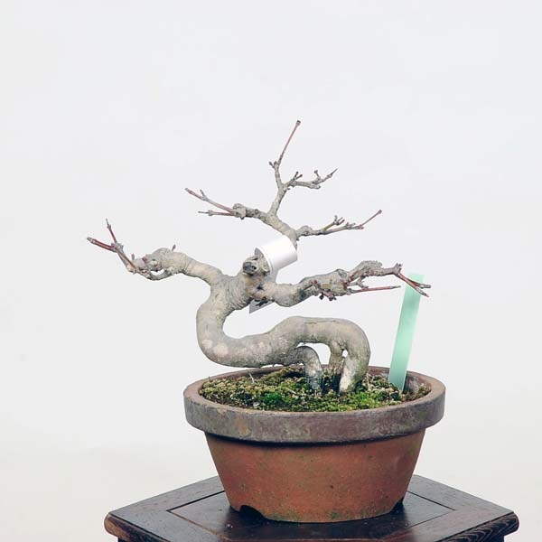 モミジ盆栽 小品盆栽 勝ち値下げ❗️もみじ盆栽雑木盆栽ヤマモミジ モミジ盆栽 小品盆栽 勝ち値下げ❗️もみじ盆栽雑木盆栽ヤマモミジ