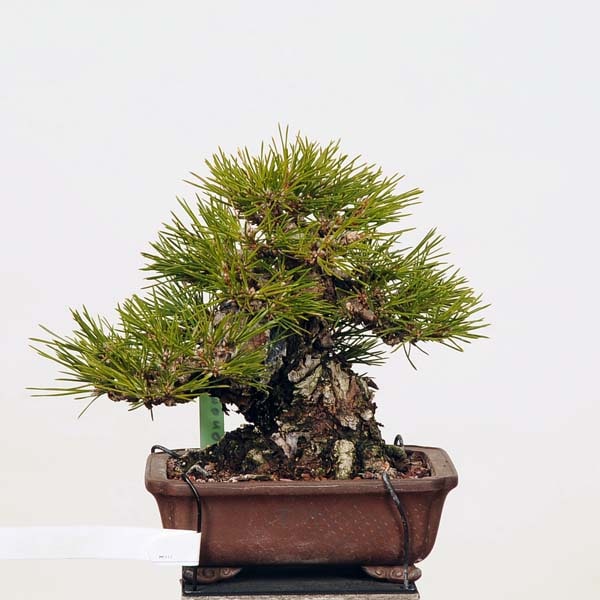 小品盆栽：特選三河黒松*現品 くろまつ クロマツ Kuromatsu | すべての