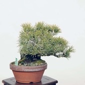 �����ߺϡ��������վ�*���� ���ގ֎��ώ¡�Goyoumatsu ����̵��