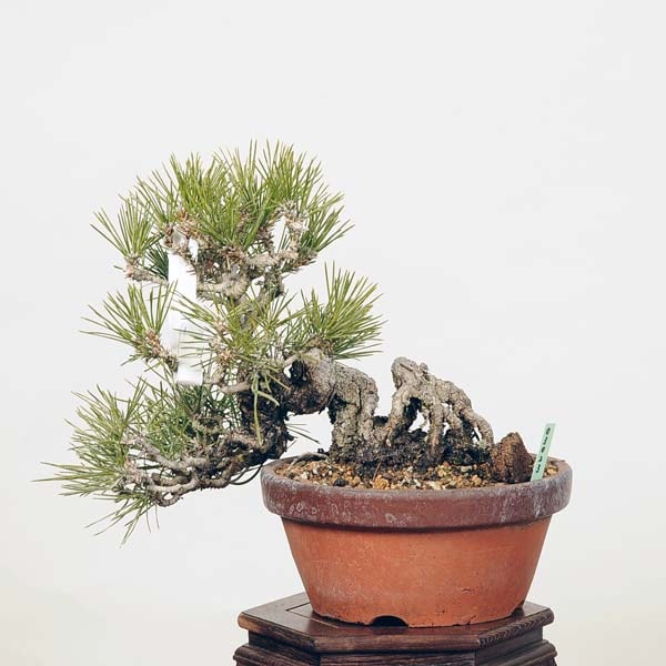 小品盆栽：特選三河黒松*現品 くろまつ クロマツ Kuromatsu | すべての