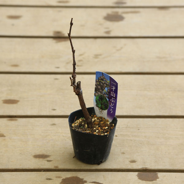 庭木苗・果樹・苗木：一才山葡萄* 山ぶどう 山ブドウ やまぶどう