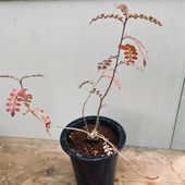 �����ǥå��������ڥ륯�ꥫ�ꥢ �ǥ��꡼�����ޤ�*����16��������ʡ����ʸ¤�