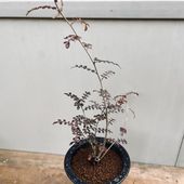 �����ǥå��������ڥ륯�ꥫ�ꥢ �ǥ��꡼�����ޤ�*����13��������ʡ����ʸ¤�