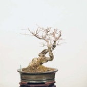 �����ߺϡ����缰��  ����*���ю׎��������̎ޡ� Komurasakishikibu