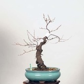 �����ߺϡ�����(�����ߎ؎ݎ������ʎގ�)�ڸ��ʡ�*�Ǝ܎��ҡ�niwaume