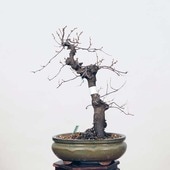 �����ߺϡ�����(�����ߎ؎ݎ������ʎގ�)�ڸ��ʡ�*�Ǝ܎��ҡ�niwaume