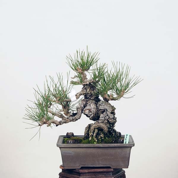 小品盆栽：特選三河黒松*現品 クロマツ Kuromatsu | すべての商品