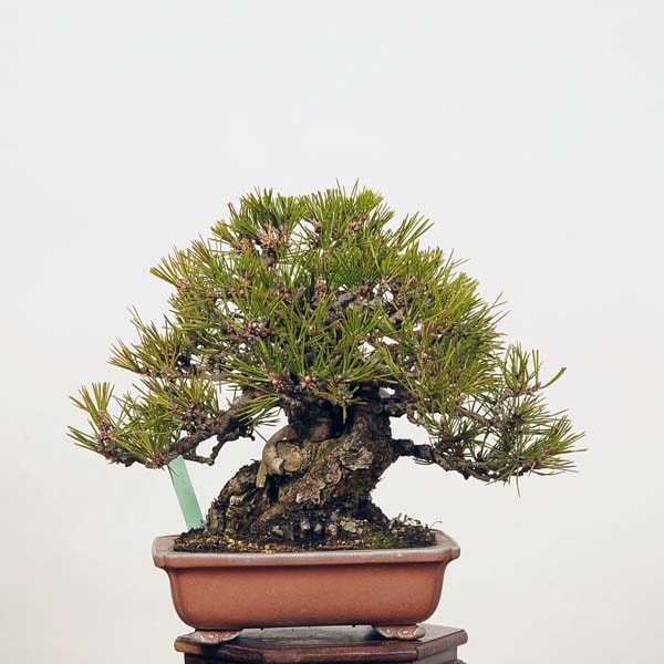 小品盆栽：特選三河黒松*現品 くろまつ クロマツ Kuromatsu | すべての