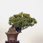 �����ߺϡ��������վ�*���� ���ގ֎��ώ¡�Goyoumatsu