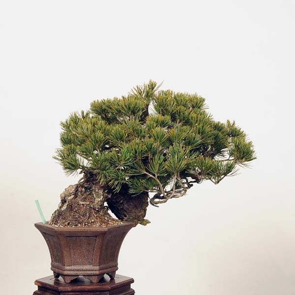 株）一樹園 宮島五葉松 中品盆栽 樹齢30年