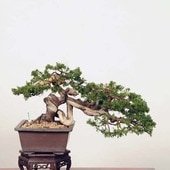 �����ߺϡ����������� ���� *����ѥ���Shinpaku