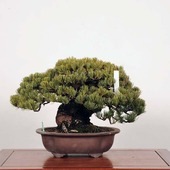 �����ߺϡ��������վ�*Goyoumatsu������ �緿�Ԏώ�������