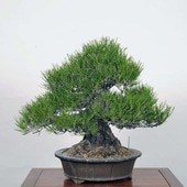 �����ߺϡ��������Ϲ���*kuromatsu���� �緿�Ԏώ�������