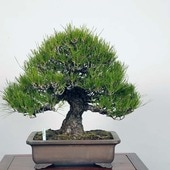 �����ߺϡ��������Ϲ���*kuromatsu���� �緿�Ԏώ�������