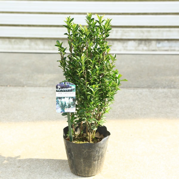 庭木苗・植木苗：マサキ（パロマブランカ）*樹高40cm 佐川急便