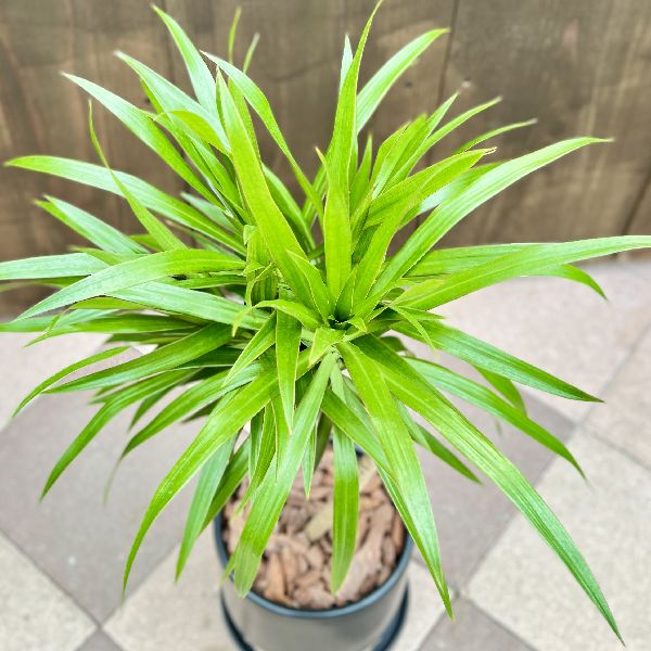 ドラセナ ナビー ファイバー鉢 お皿付き おしゃれ 観葉植物：ドラセナ ナビー*陶器鉢 受皿付 大型ヤマト