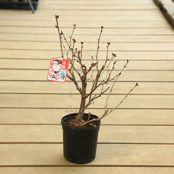 苗：八重桜（南殿） * ヤエザクラ ナデン/やえさくら なでん