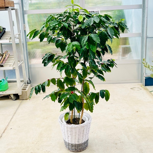 おしゃれ 観葉植物：コーヒーの木 鉢カバー付*コーヒーノキ 2箱