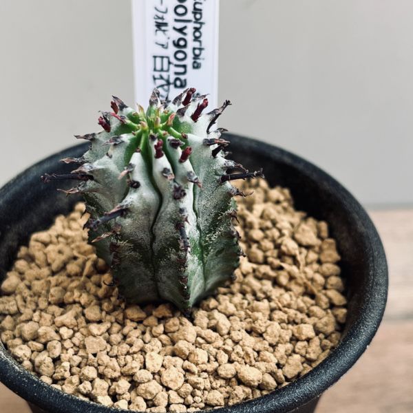 ユーフォルビア ポリゴナ ユーフォルビア：ポリゴナ 3号鉢植え の通販 | 園芸ネット