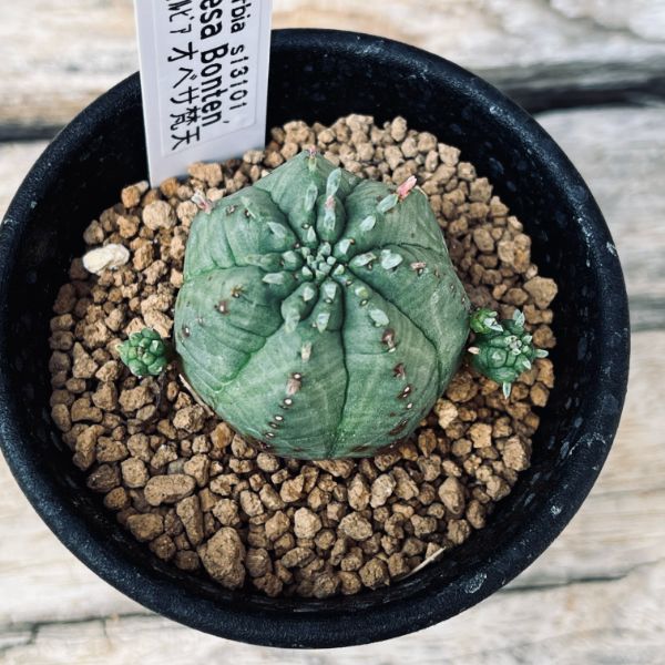多肉植物：ユーフォルビア オベサ梵天*幅3.5cm | サボテン＆多肉植物