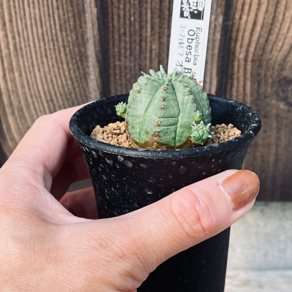 多肉植物：ユーフォルビア オベサ梵天*幅3.5cm | サボテン＆多肉植物
