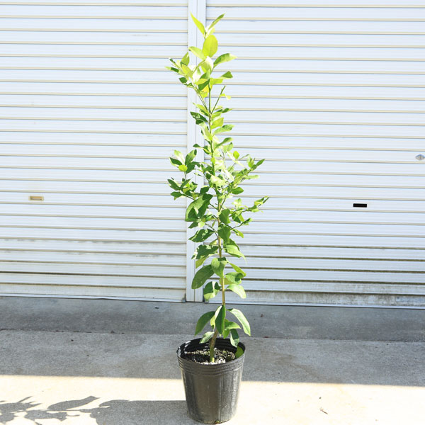 ���ڡ����ڡ��̼�������ʥꥹ�ܥ����ˤ���ݦݨ����*����120��������������ȯ��