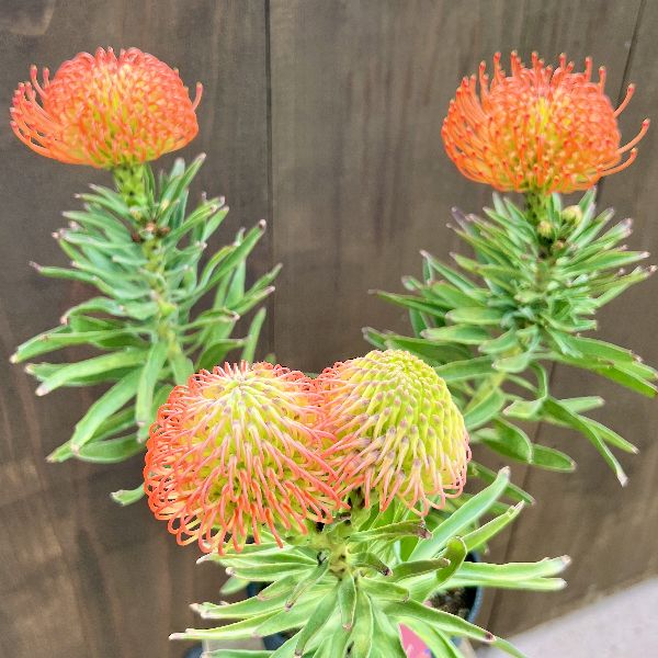 大株 リューコスペルマム リゴレット 鉢植え 苗 大株 リューコスペルマ