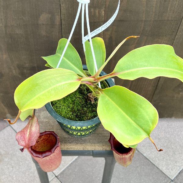 M*O様 食虫植物　ネペンテス　ミックスアソート3種4鉢　　観葉植物 M*O様 食虫植物 ネペンテス ミックスアソート3種4鉢 観葉植物