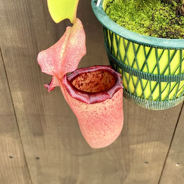ウツボカズラ（ネペンテス）食虫植物　３種セット dショッピング |（食虫植物）ウツボカズラ ネペンテス アラタ